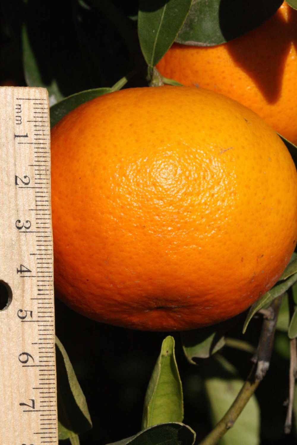            Fruit (Riverside, CA)   